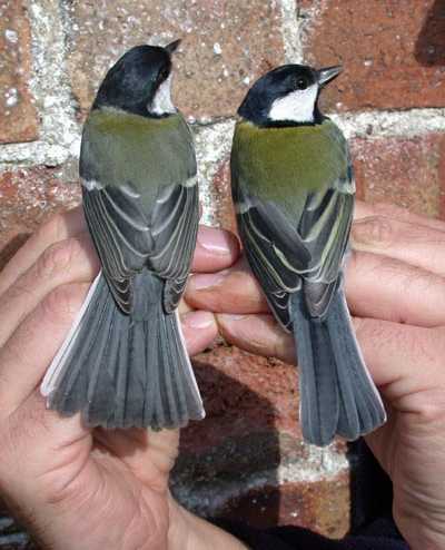 Close Up of a pair of Great Tits